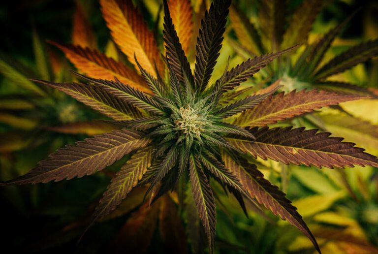 Photo Cannabis plants