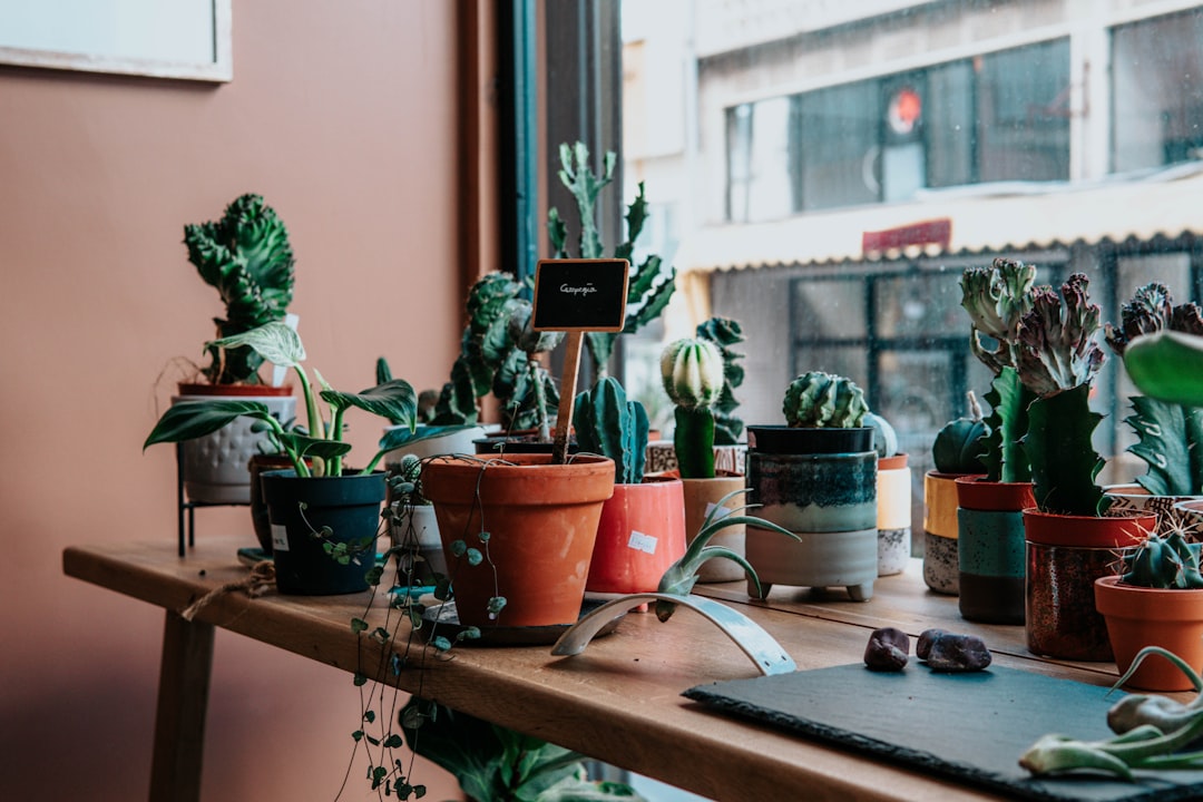 Photo Plant pots