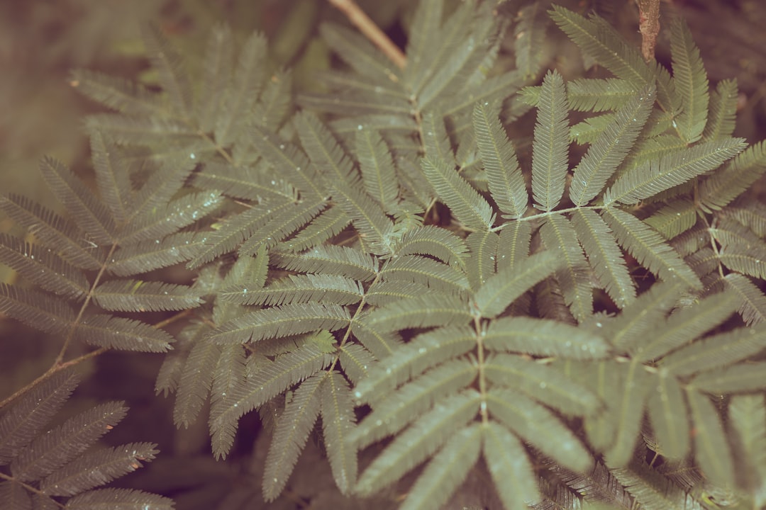 Photo Tropical greenhouse