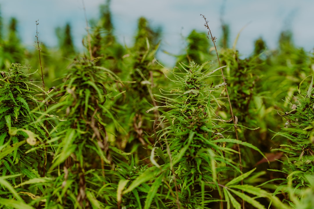 Photo Hemp field