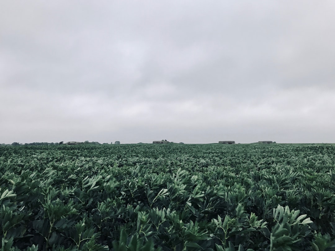 Photo Hemp field