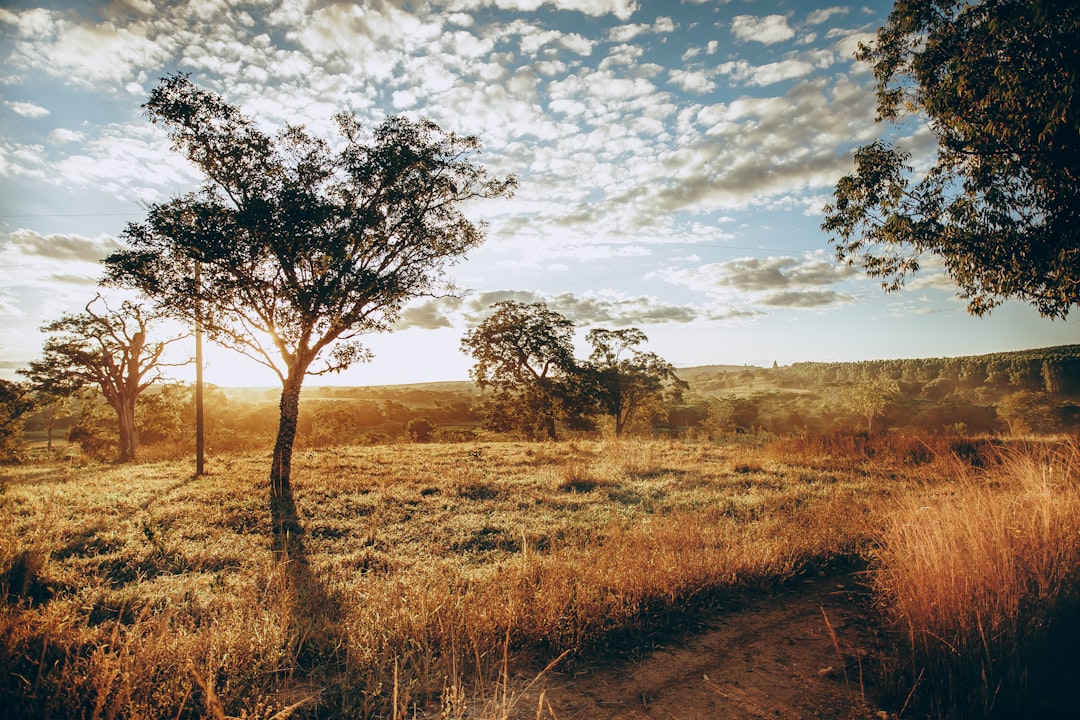 Photo Cannabis field