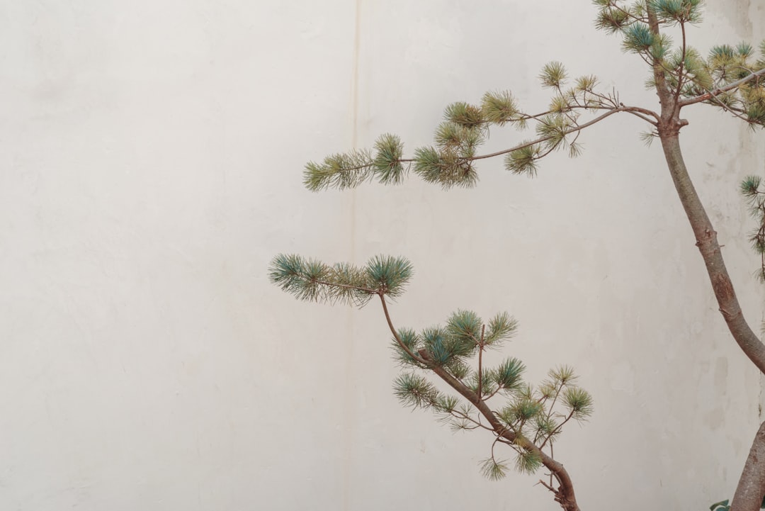 Photo Bonsai tree
