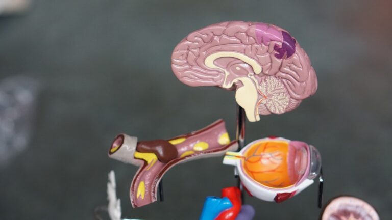 Photo Brain receptors