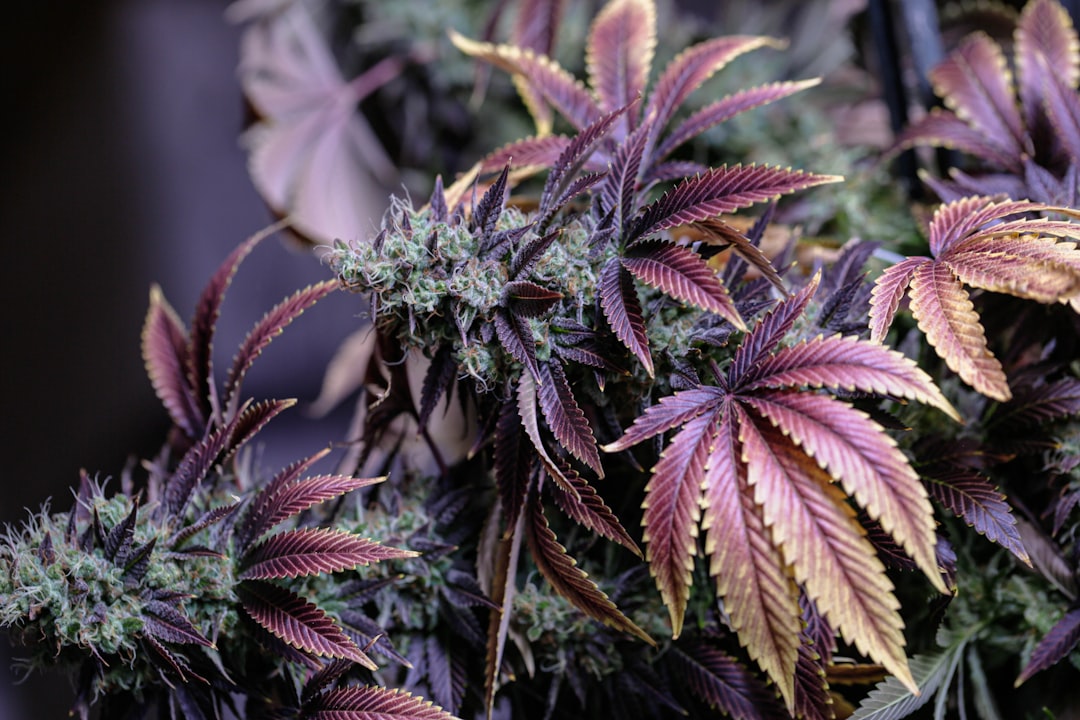 Photo Cannabis plant