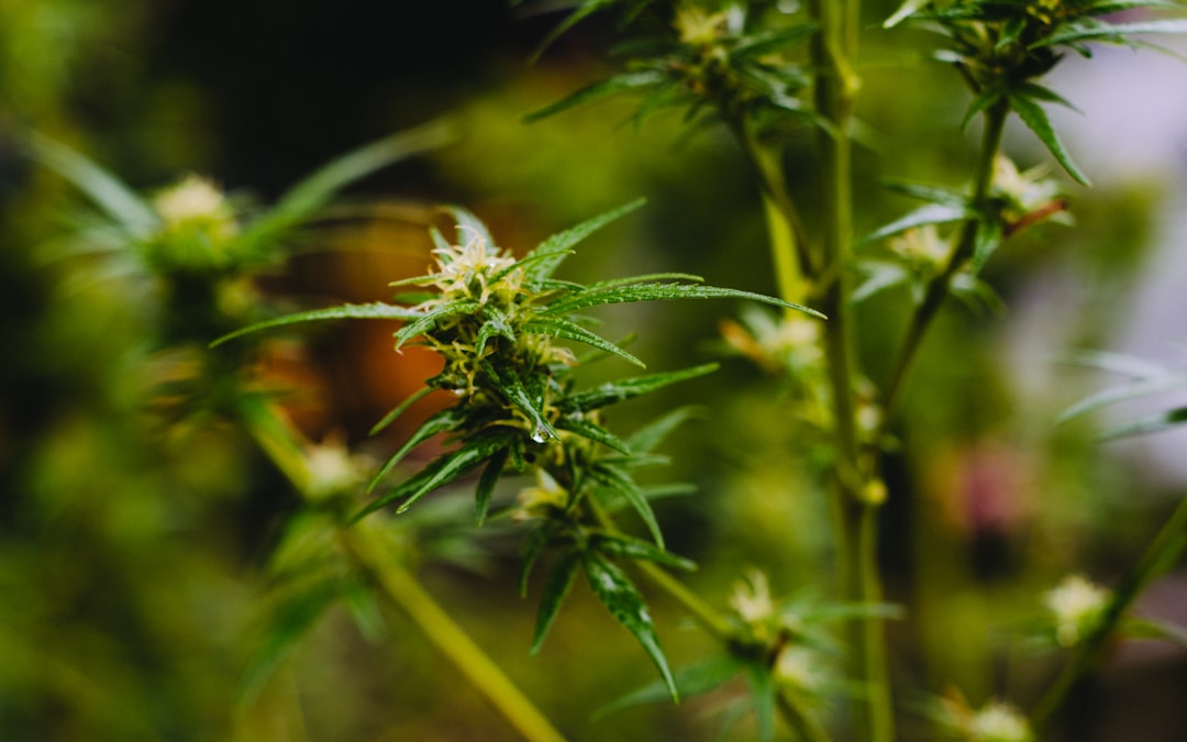 Photo Cannabis plants