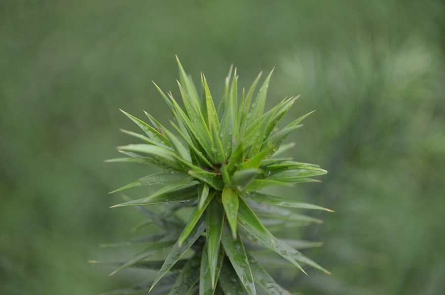 Photo "Hemp in environmental protection"