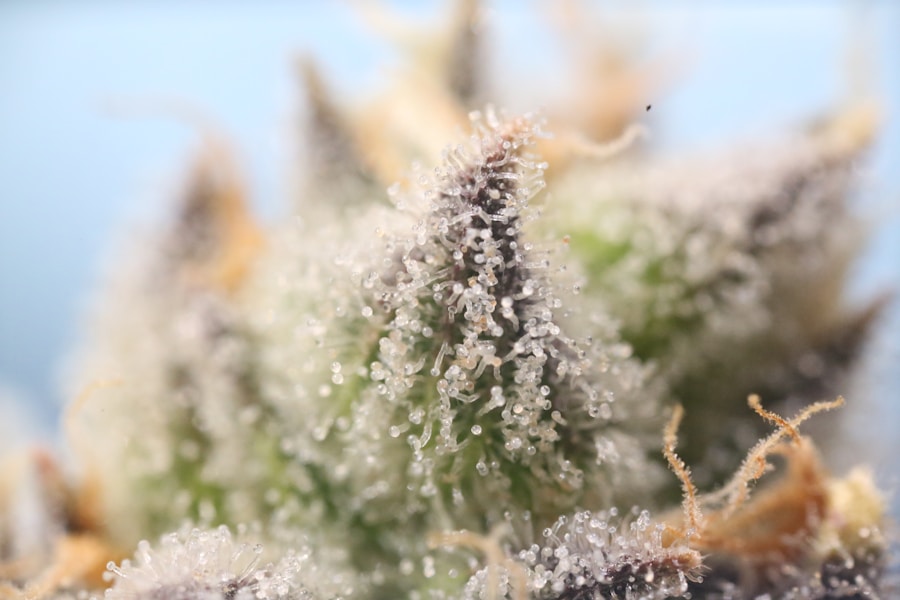 Photo "Terpenes in cannabis cultivation"