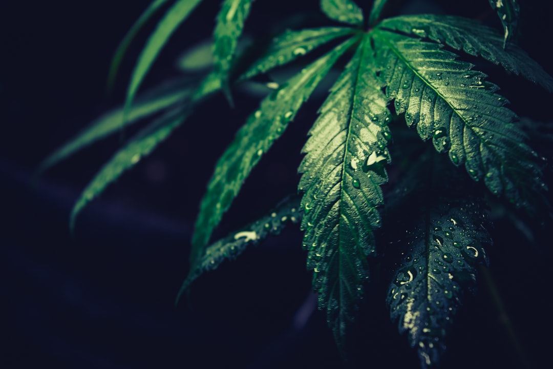 Photo Hemp seeds