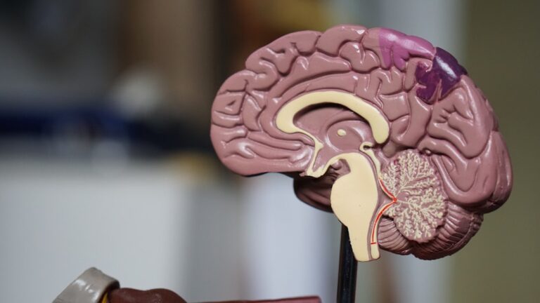 Neuroplastyczność a kannabinoidy: nowe odkrycia 1 Photo Brain plasticity