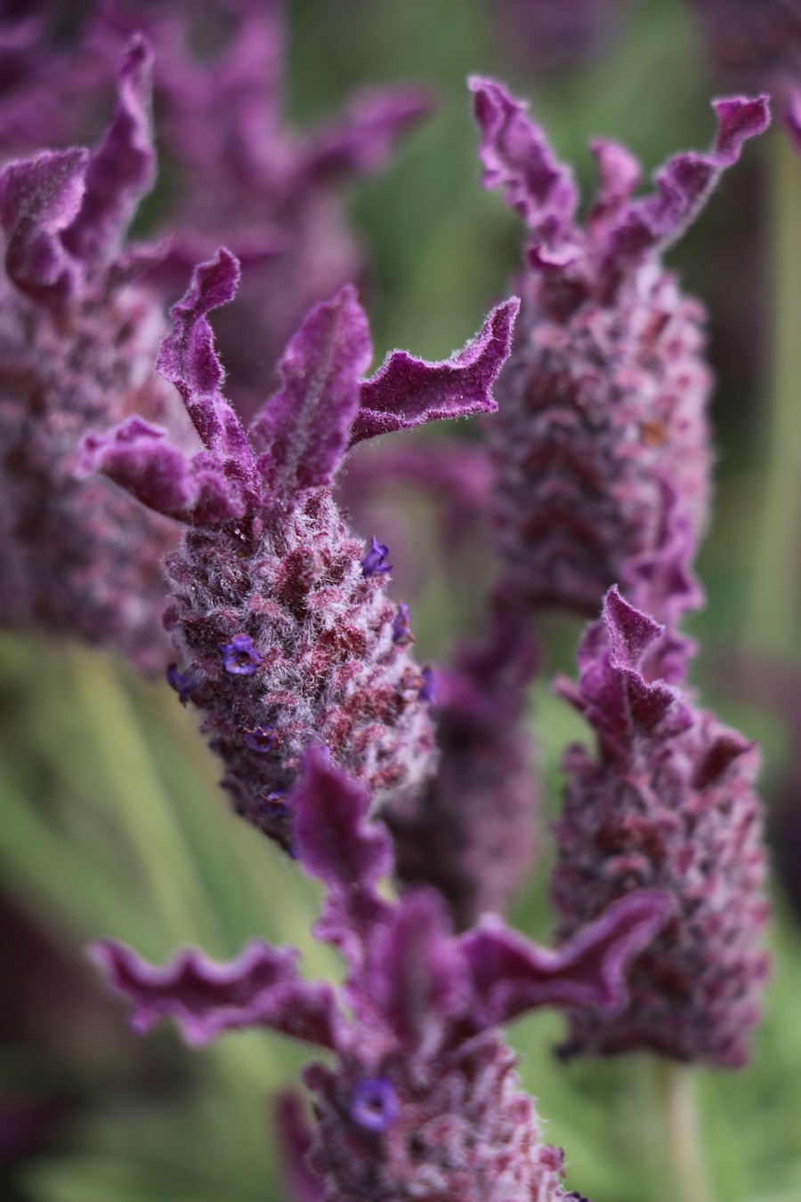 Photo "Cannabinoid-terpene interactions"