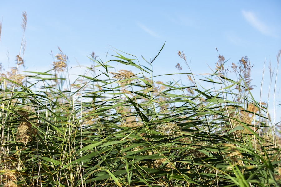 Photo "Hemp in biofuel production"