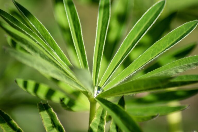 Photo "Hemp in the cosmetics industry"