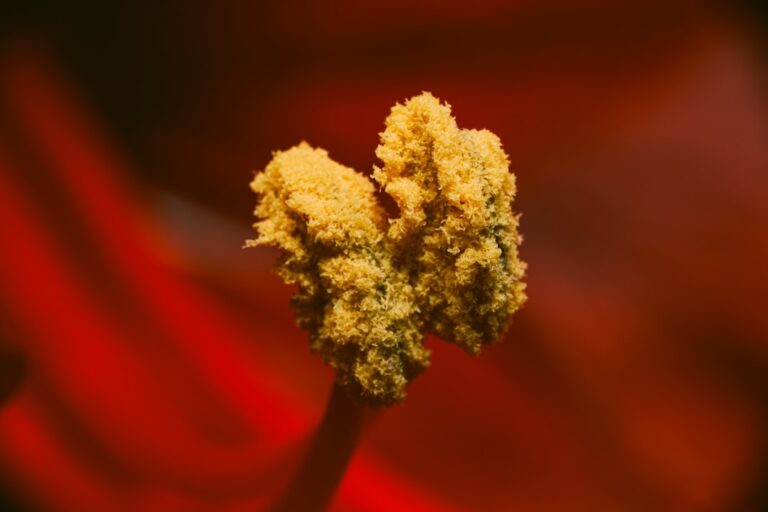 Photo Cannabinoid receptors