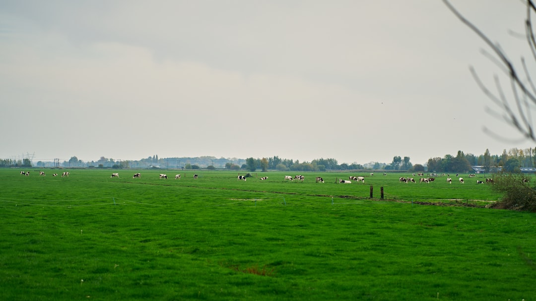 Photo Hemp field