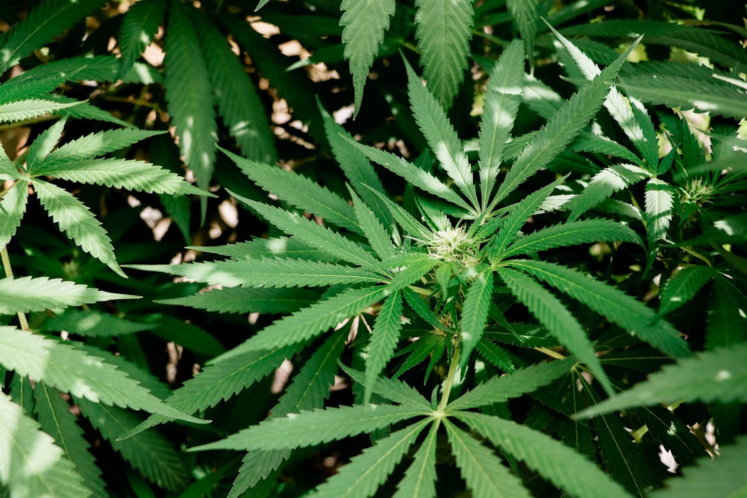 Photo Cannabis plant